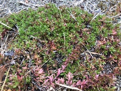 Pyxidanthera barbulata