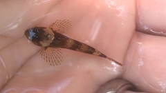 Cottus carolinae