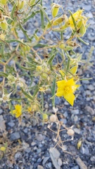 Mentzelia multicaulis