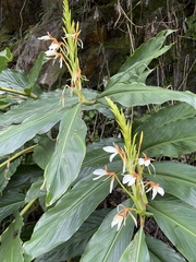 Hedychium spicatum