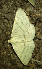 Adactylotis gesticularia