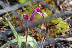 Caladenia rosella
