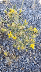 Mentzelia multicaulis