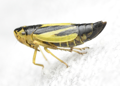 Evacanthus interruptus