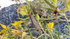 Mentzelia multicaulis