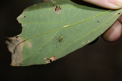 Thwaitesia nigronodosa