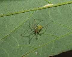 Thwaitesia nigronodosa