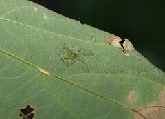 Thwaitesia nigronodosa