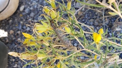 Mentzelia multicaulis