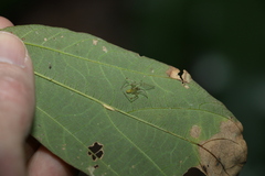 Thwaitesia nigronodosa