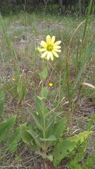 Silphium glutinosum