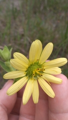 Silphium glutinosum