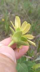 Silphium glutinosum