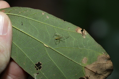 Thwaitesia nigronodosa
