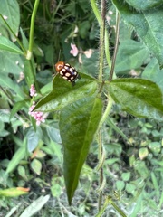 Cryptocephalus guttulatus