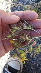 Mentzelia multicaulis