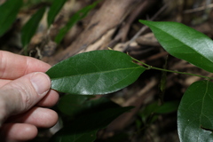 Alangium villosum