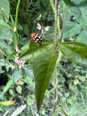 Cryptocephalus guttulatus