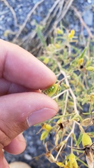 Mentzelia multicaulis