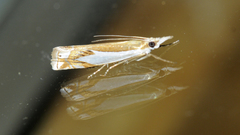 Crambus bidens