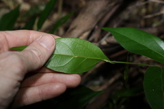 Alangium villosum