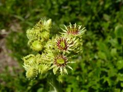 Sempervivum wulfenii