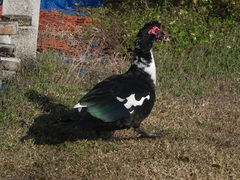 Cairina moschata domestica