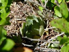Sempervivum wulfenii