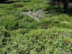 Sempervivum wulfenii