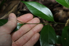 Alangium villosum