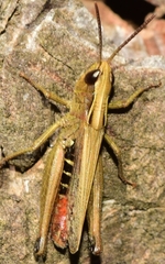 Omocestus panteli