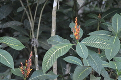 Sanchezia parvibracteata