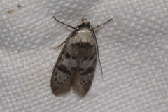 Scatochresis innumera