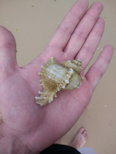 Chicoreus ramosus