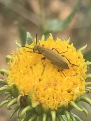 Epicauta callosa