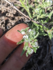 Cryptantha clevelandii
