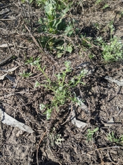 Cryptantha clevelandii