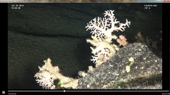 Desmophyllum dianthus