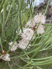 Hakea drupacea
