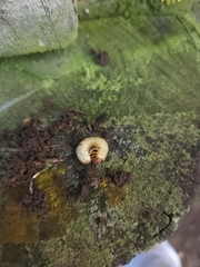 Prionoplus reticularis