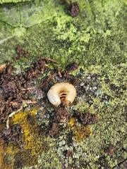 Prionoplus reticularis