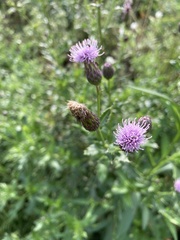 Cirsium arvense