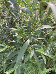 Cirsium arvense