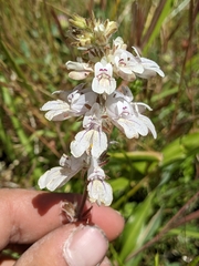 Collinsia tinctoria