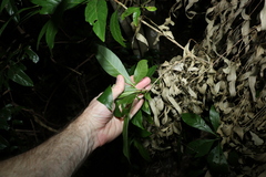 Pavetta australiensis