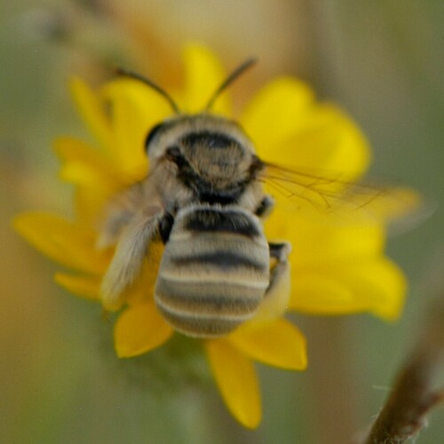 Foto von Tetraloniella eriocarpi