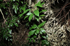 Pavetta australiensis