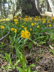 Erythronium pluriflorum