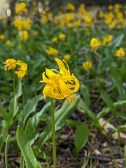 Erythronium pluriflorum