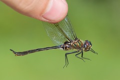 Somatochlora franklini